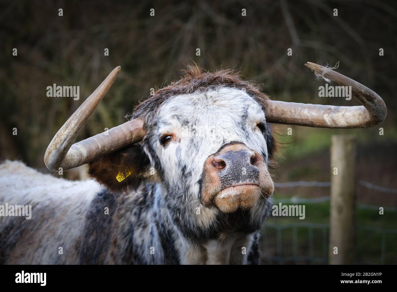 English Longhorn Cattle Grazing High Resolution Stock Photography and ...