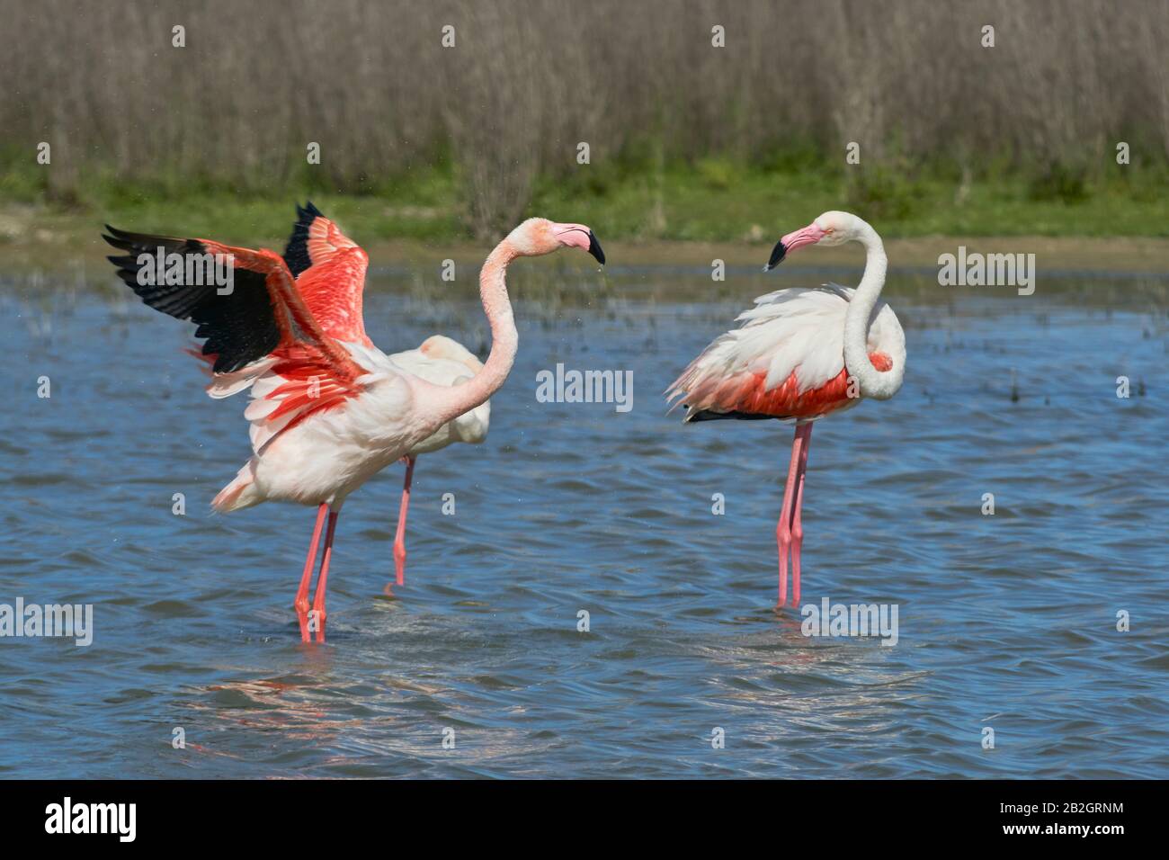 Common flamingo or pink flamingo (Phoenicopterus roseus) in the lagoon of Fuente de Piedra, Malaga. Spain Stock Photo