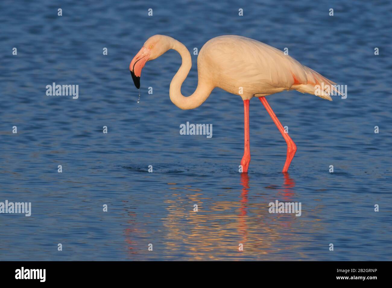 Common flamingo or pink flamingo (Phoenicopterus roseus) in the lagoon of Fuente de Piedra, Malaga. Spain Stock Photo