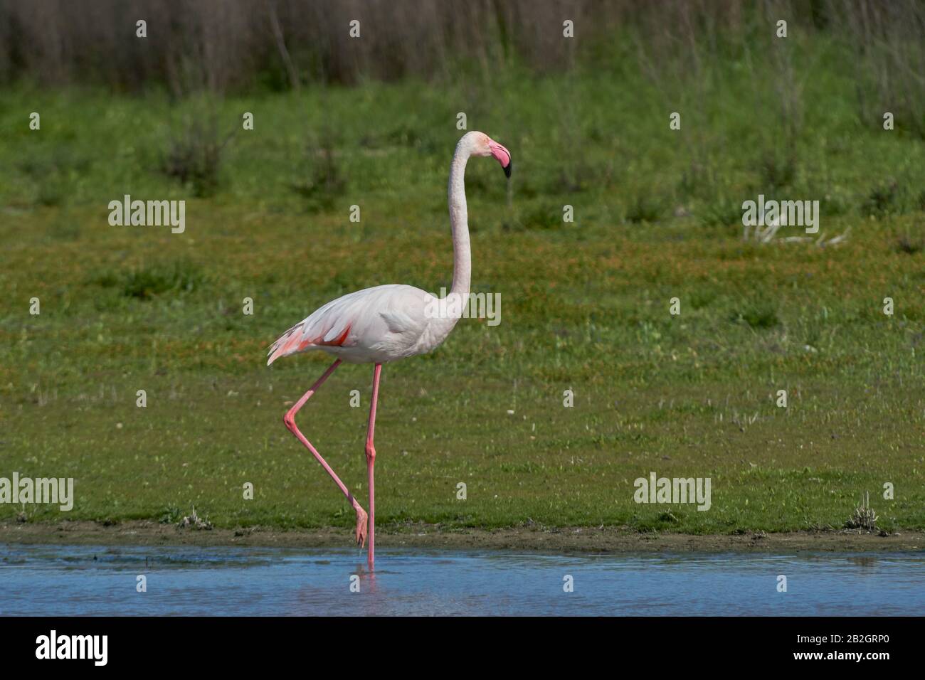 Common flamingo or pink flamingo (Phoenicopterus roseus) in the lagoon of Fuente de Piedra, Malaga. Spain Stock Photo