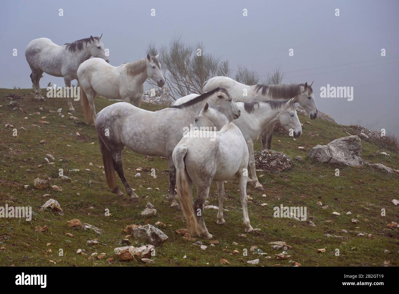 Herd of horses in the Torcal de Antequera with fog, Malaga. Stock Photo