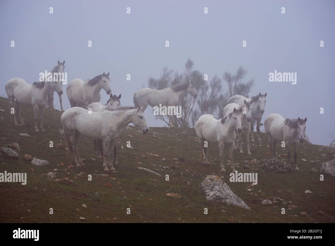 Herd of horses in the Torcal de Antequera with fog, Malaga. Stock Photo