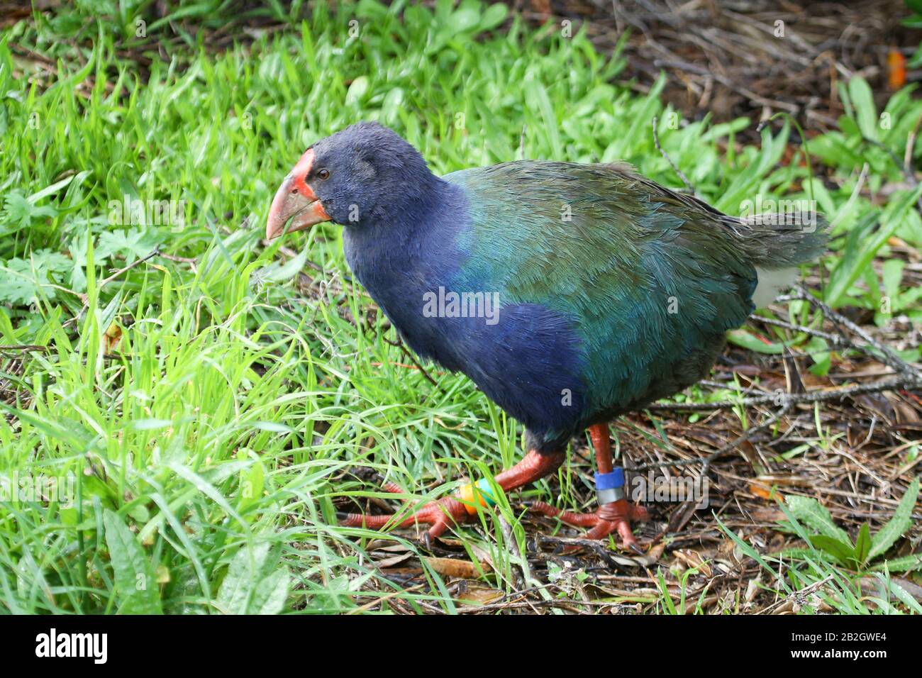 Ella the Takahe on Tiritiri Matangi Island, New Zealand. Now deceased. Leg Found on Motutapu Island believed to have been killed by a harrier. Stock Photo