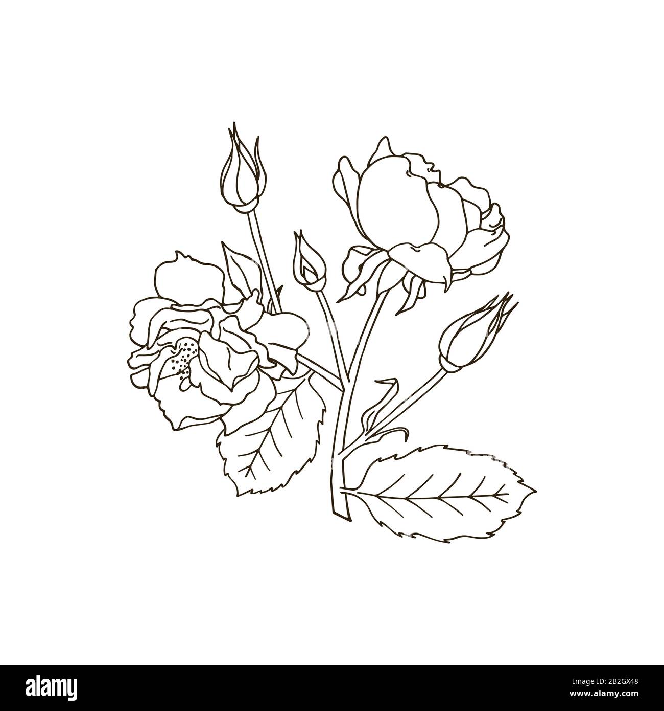 Clip art of red rose flowers. Hand drawn vector illustration Stock ...