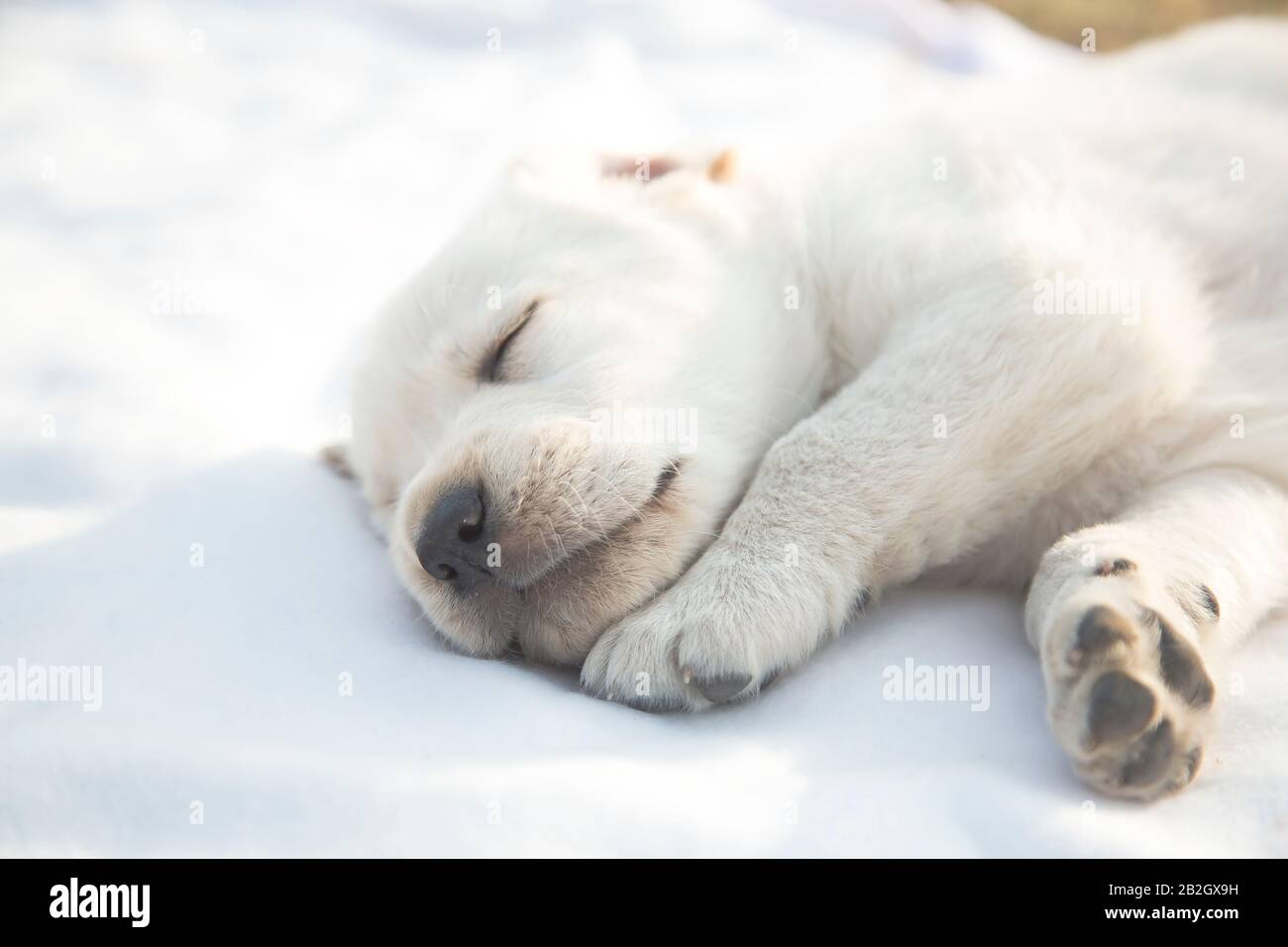 Cute baby labrador hi-res stock photography and images - Alamy