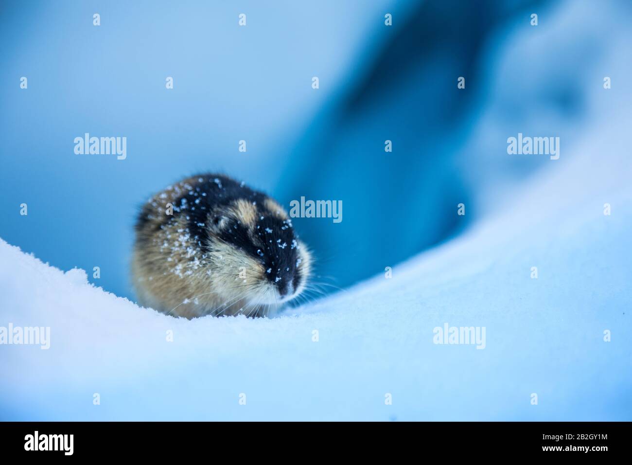 Lemming in the Norwegian glacier Stock Photo