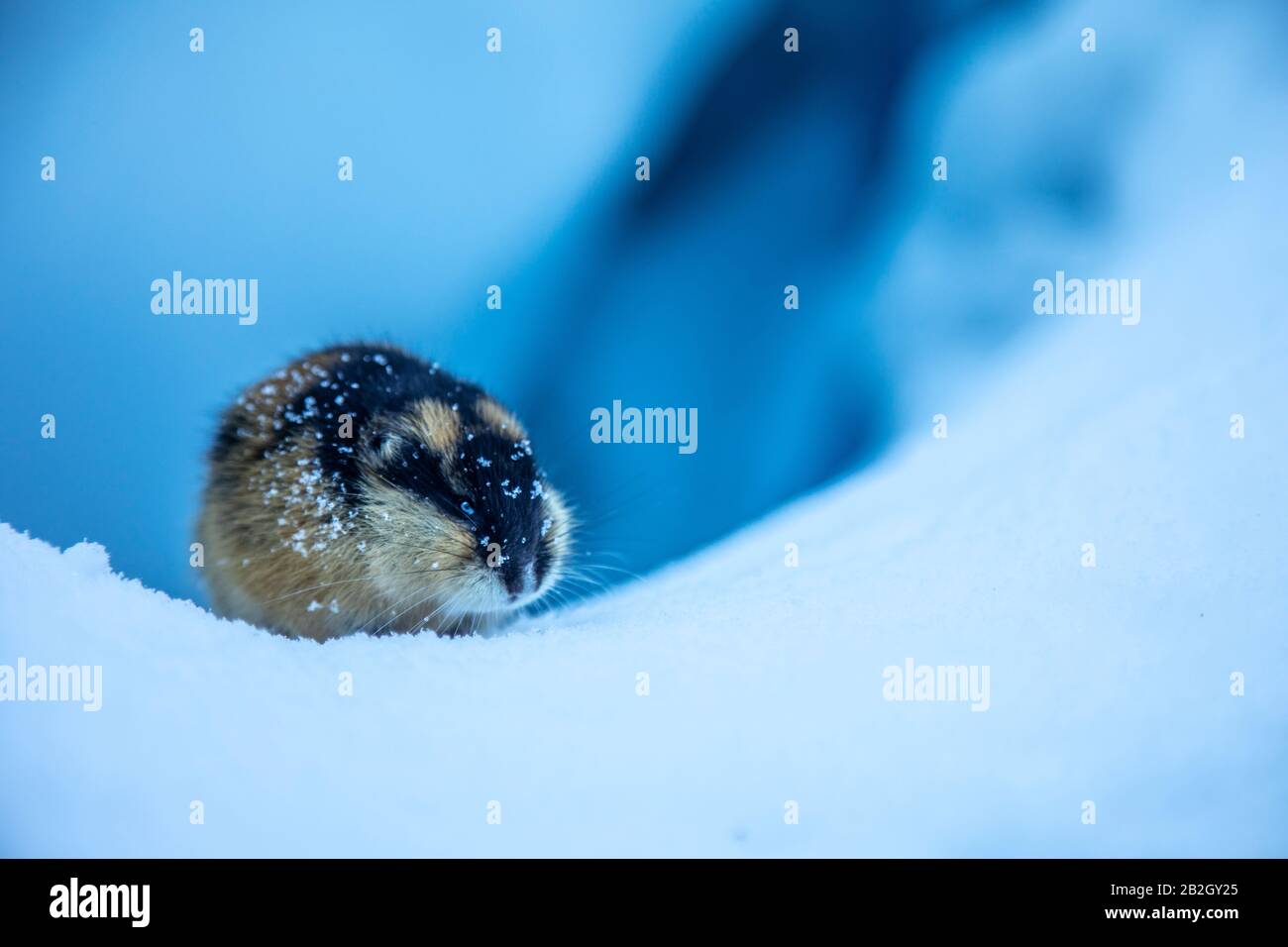 Lemming in the Norwegian glacier Stock Photo