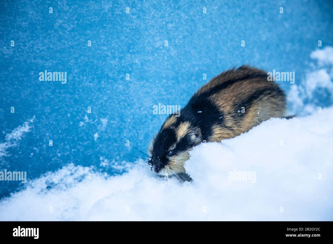 Collared Lemming feeding on dwarf willow in winter