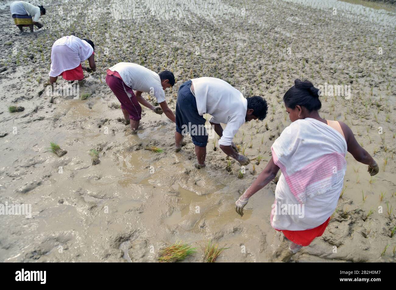 Nagaon, Assam / India - March 03 2020 : Farmers seen busy in planting paddy crops in a agricutural field of Pahukata village in Assam Stock Photo