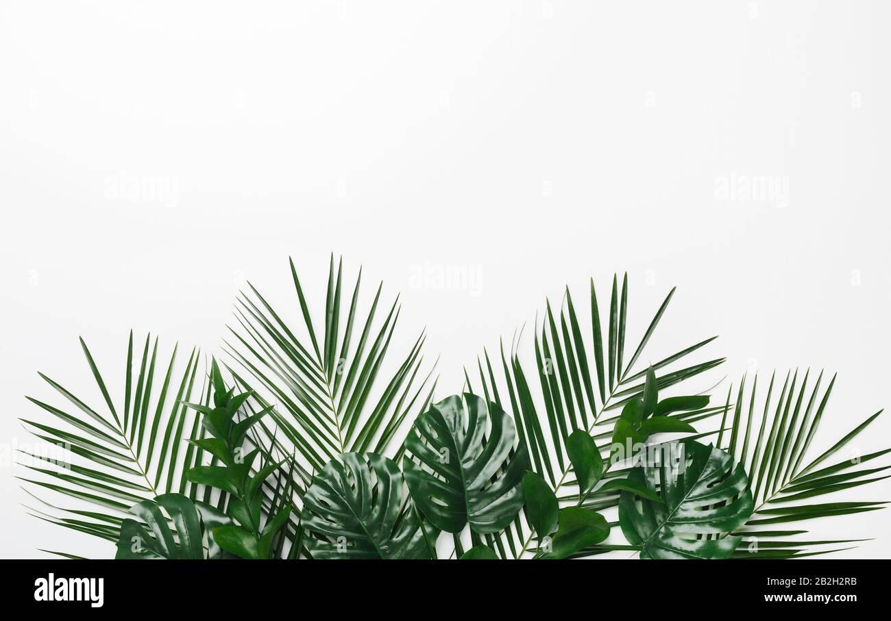Tropical palm and monstera leaves on white background Stock Photo - Alamy