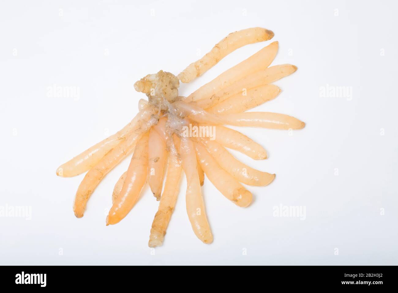 A clump of squid eggs found washed ashore while beachcombing on a sandy beach in Dorset. White background. Dorset England UK GB Stock Photo
