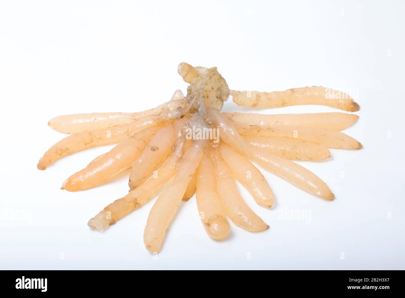 A clump of squid eggs found washed ashore while beachcombing on a sandy beach in Dorset. White background. Dorset England UK GB Stock Photo