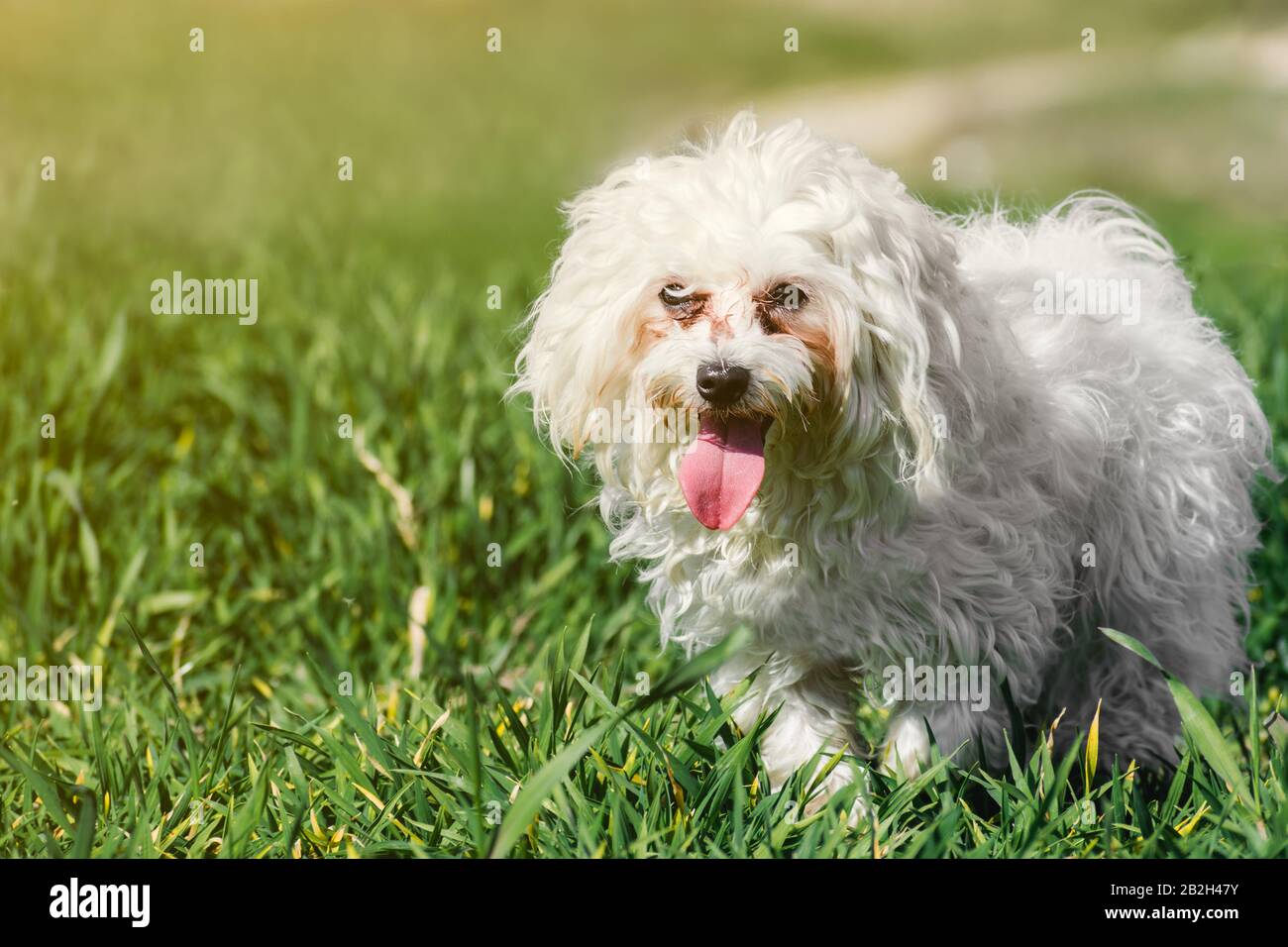 Cute Maltese puppy dog walking on the grass at a sunny day Stock Photo
