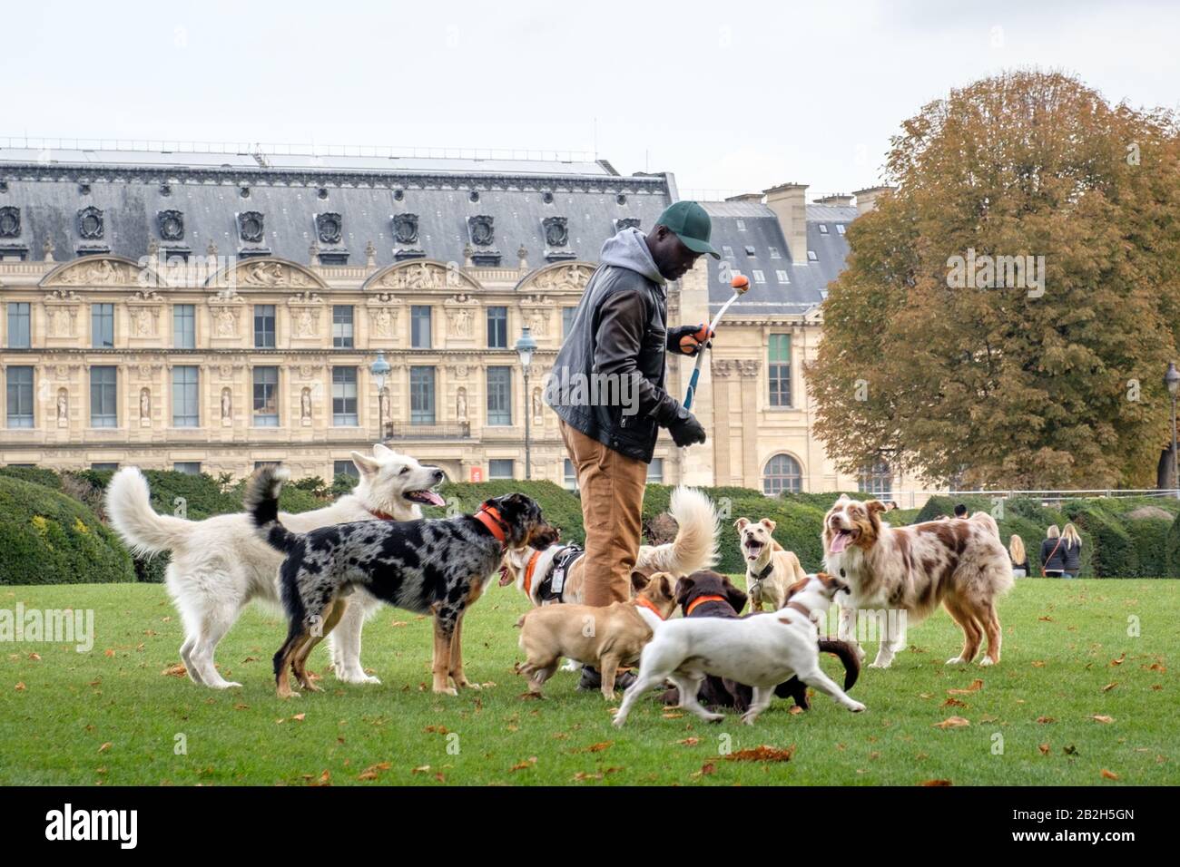 Dog walker with dogs hi-res stock photography and images - Alamy