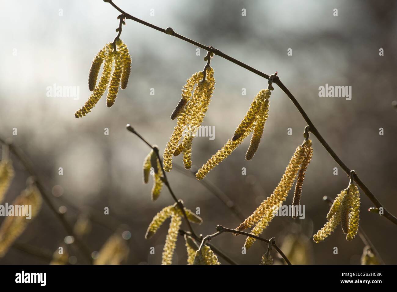 Male hazel catkins in February growing along a footpath in North Dorset England UK GB Stock Photo