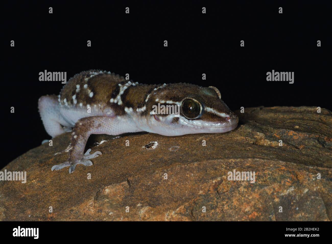 Indian gecko in natural habitat Stock Photo Alamy