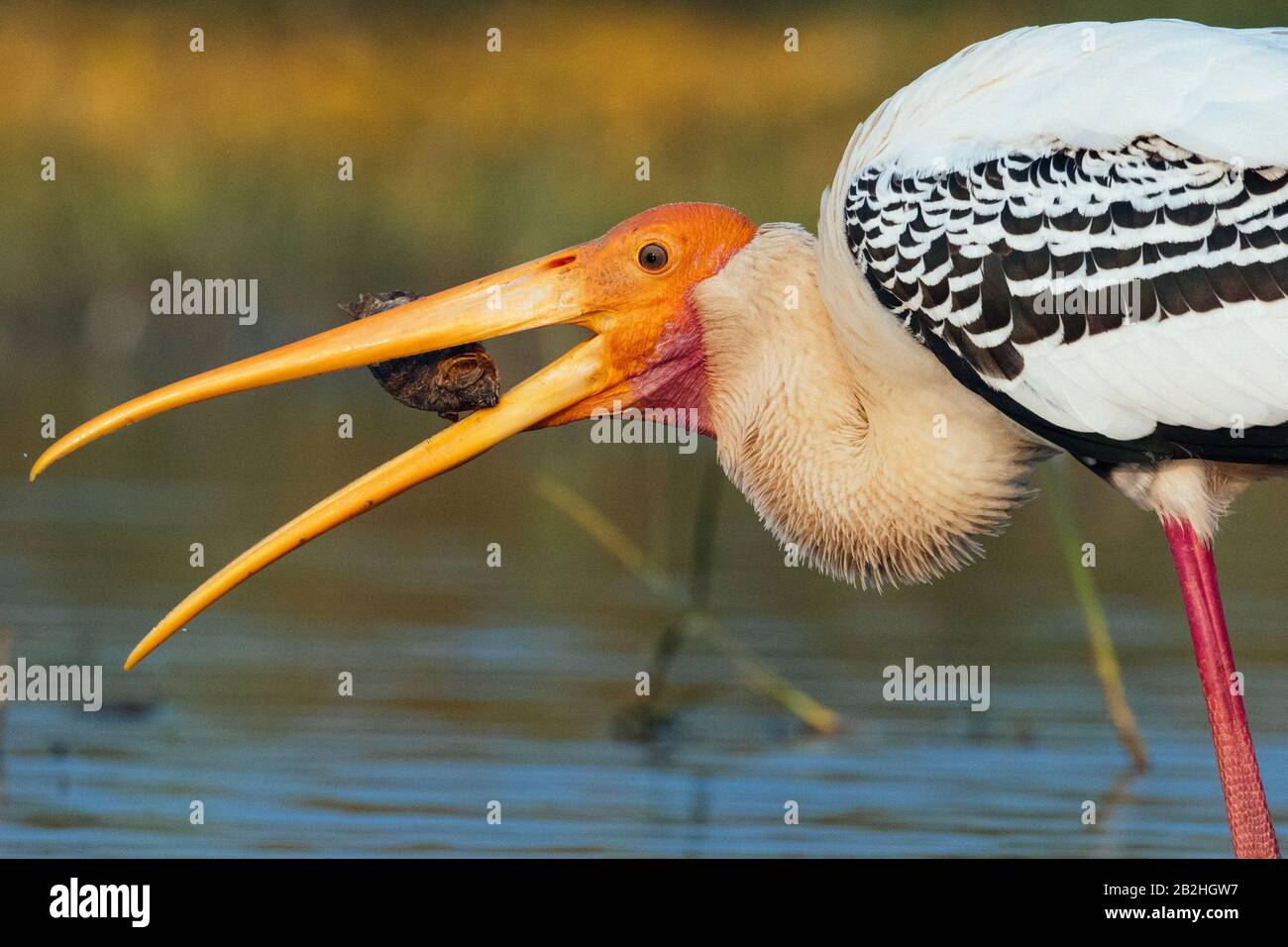 Painted stork bird fishing in a lake Stock Photo