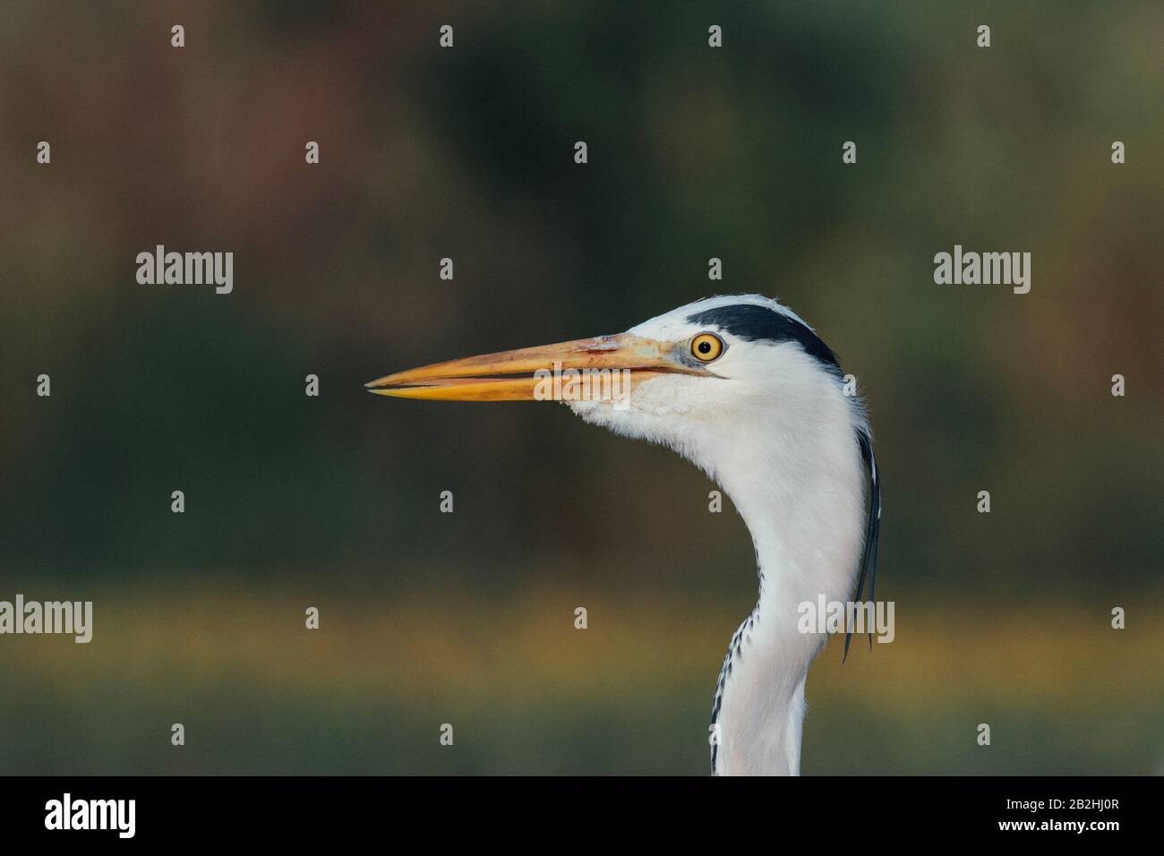 Grey heron in its natural habitat Stock Photo Alamy