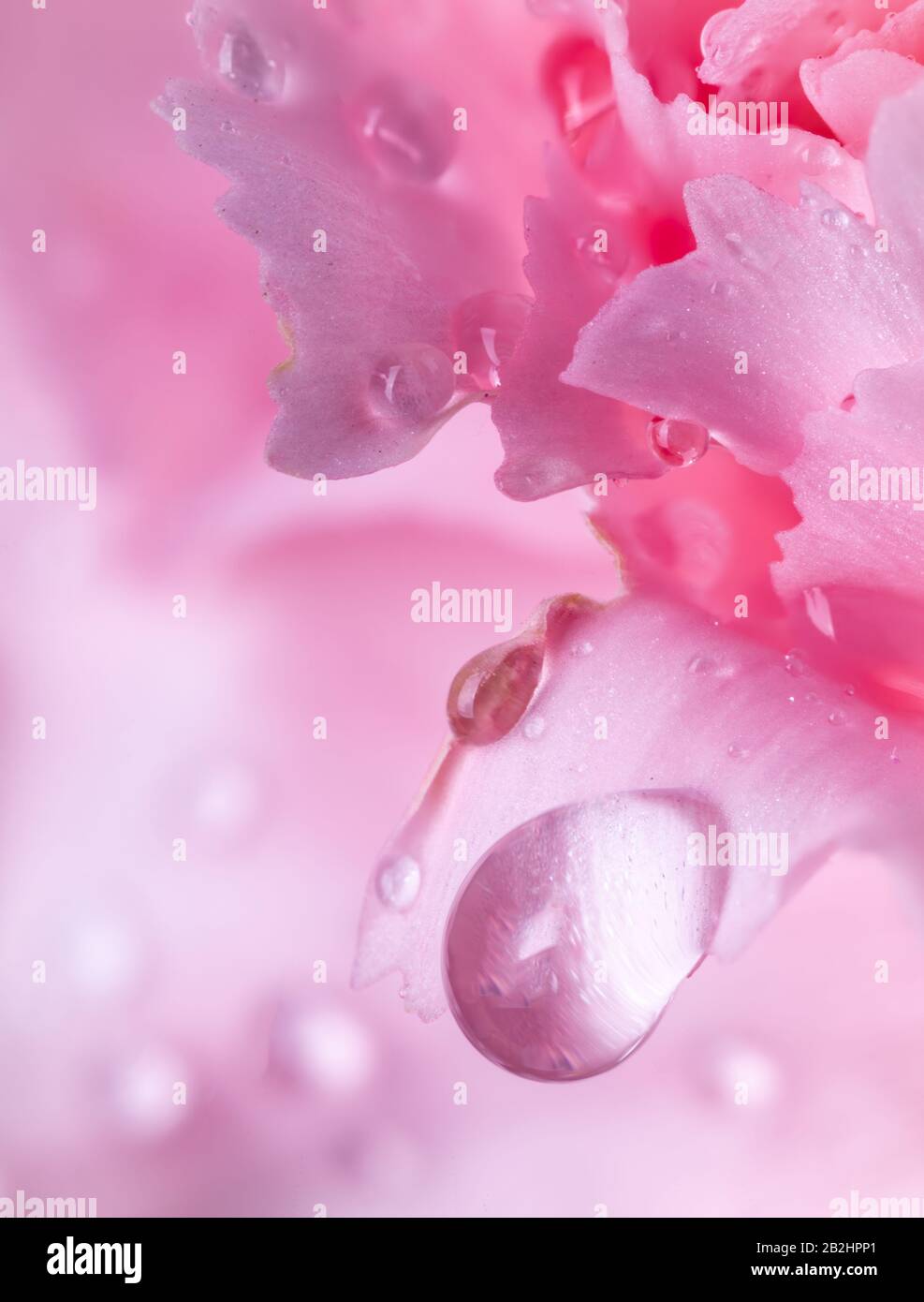 Macro photo of water drops on a beautiful pink carnation flower Stock ...