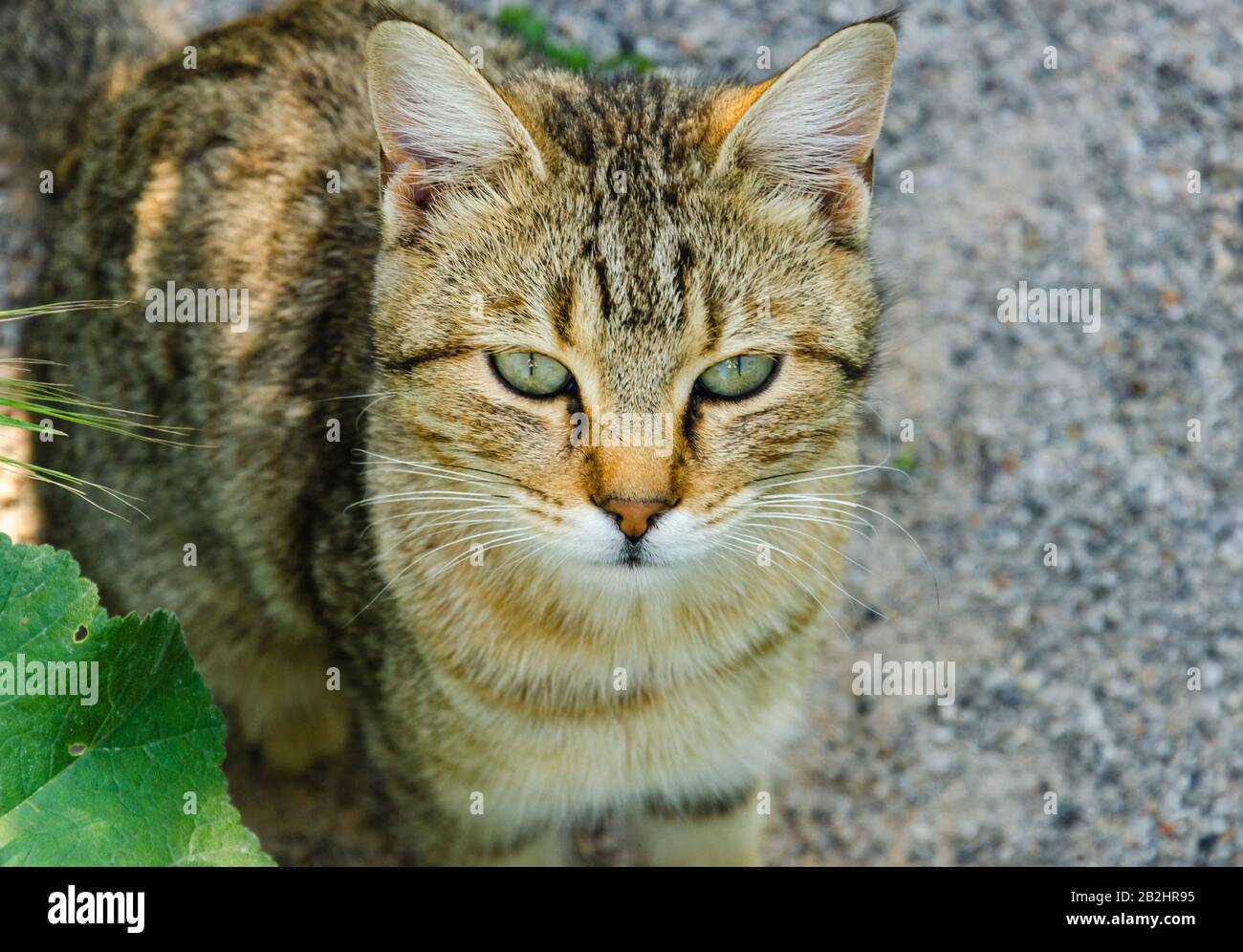 A Domestic cat is looking forward Stock Photo