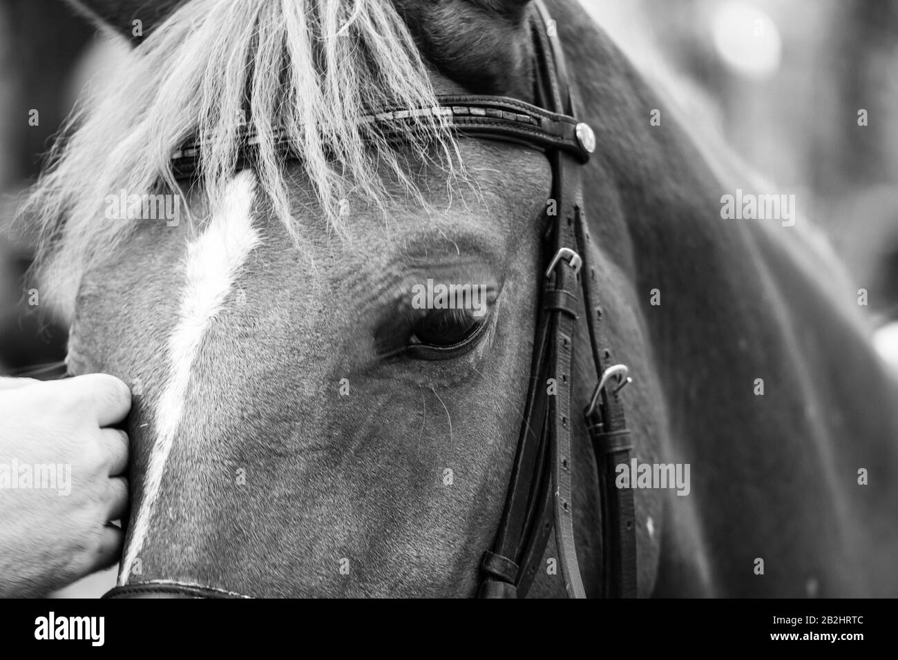 Detail of wild horse face, close up photo of horse face and eyes Stock