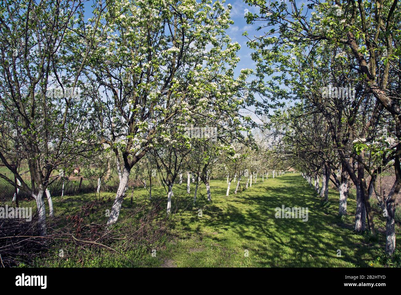 Beautiful spring day in blossoming hi-res stock photography and images ...