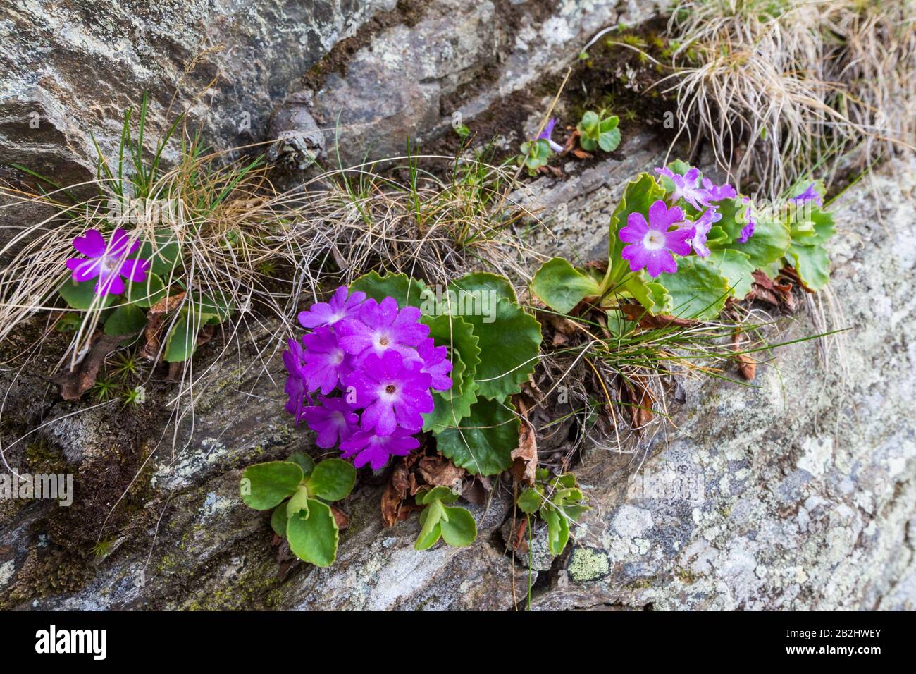several blooming primula flowers on rock in alpine mountains in Switzerland Stock Photo