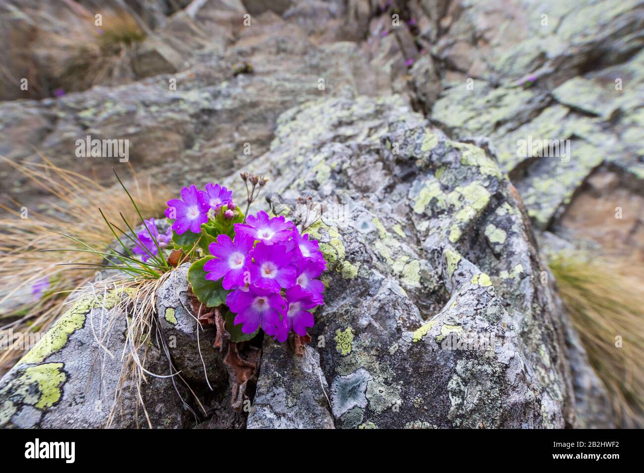 violet blooming natural primula flowers on rock in alpine mountains in Switzerland Stock Photo