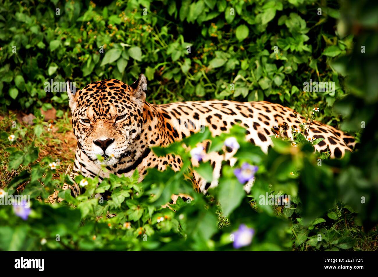 Large Jaguar Male In The Ecuadorian Rainforest With His Ferocious Look  Straight To Your Eyes Stock Photo - Alamy