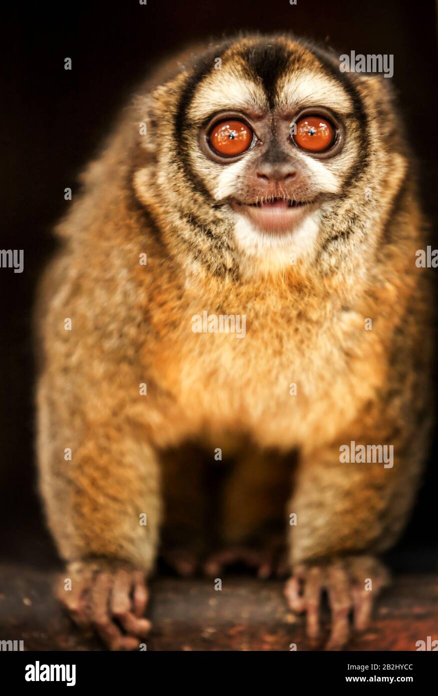 Owl Monkey Laughing At Spectators Shoot In A Animal Refuge In Brasil Stock  Photo - Alamy