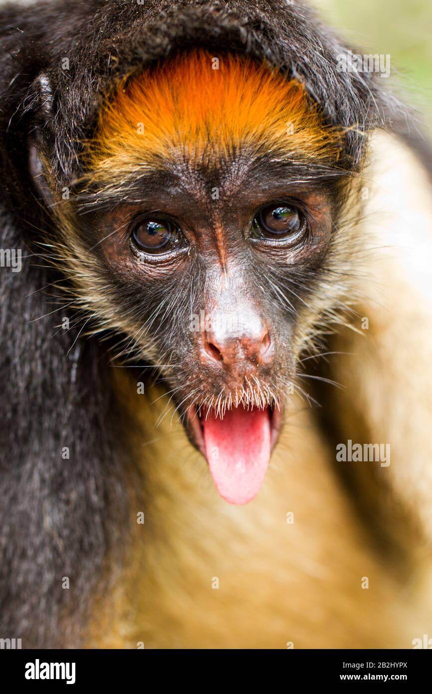 Funny Spider Monkey In Ecuadorian Primary Jungle Stock Photo - Alamy
