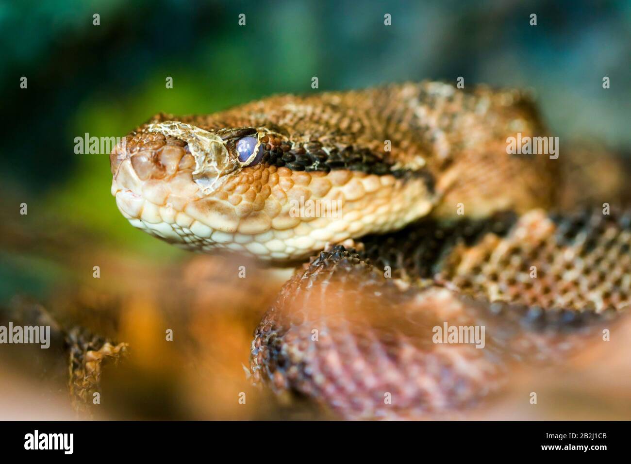 Bothrops Atrox Shot From The Ground Level Shallow Depth Of Field The Most Dangerous Snake In South America Stock Photo