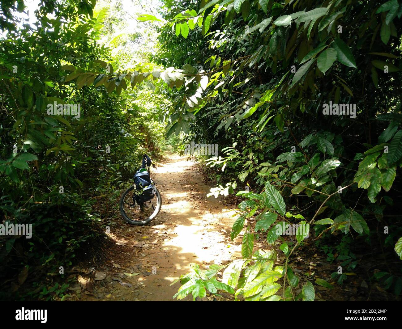 The cycle ride through the jungle Stock Photo - Alamy