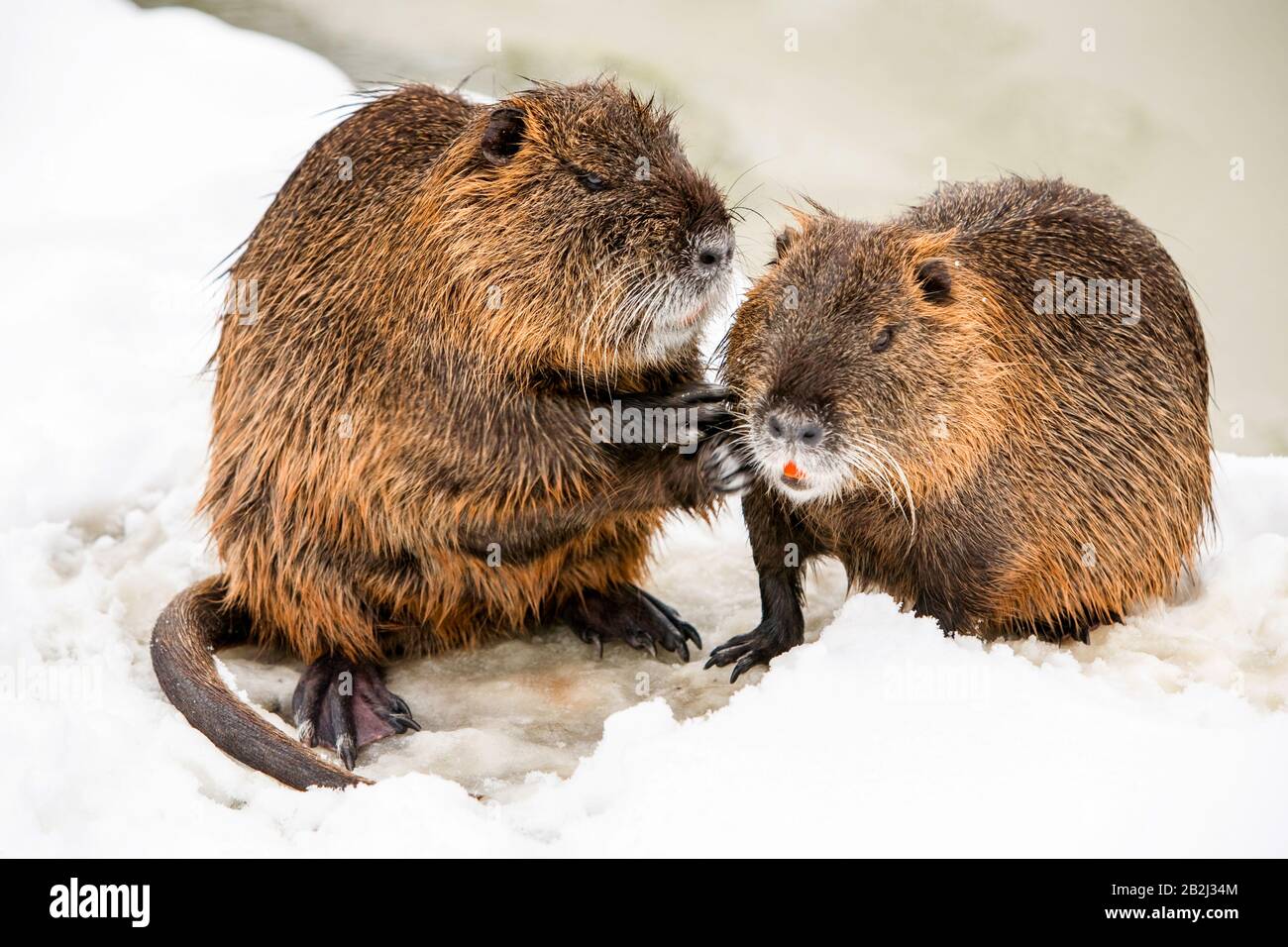 Beaver family hires stock photography and images Alamy