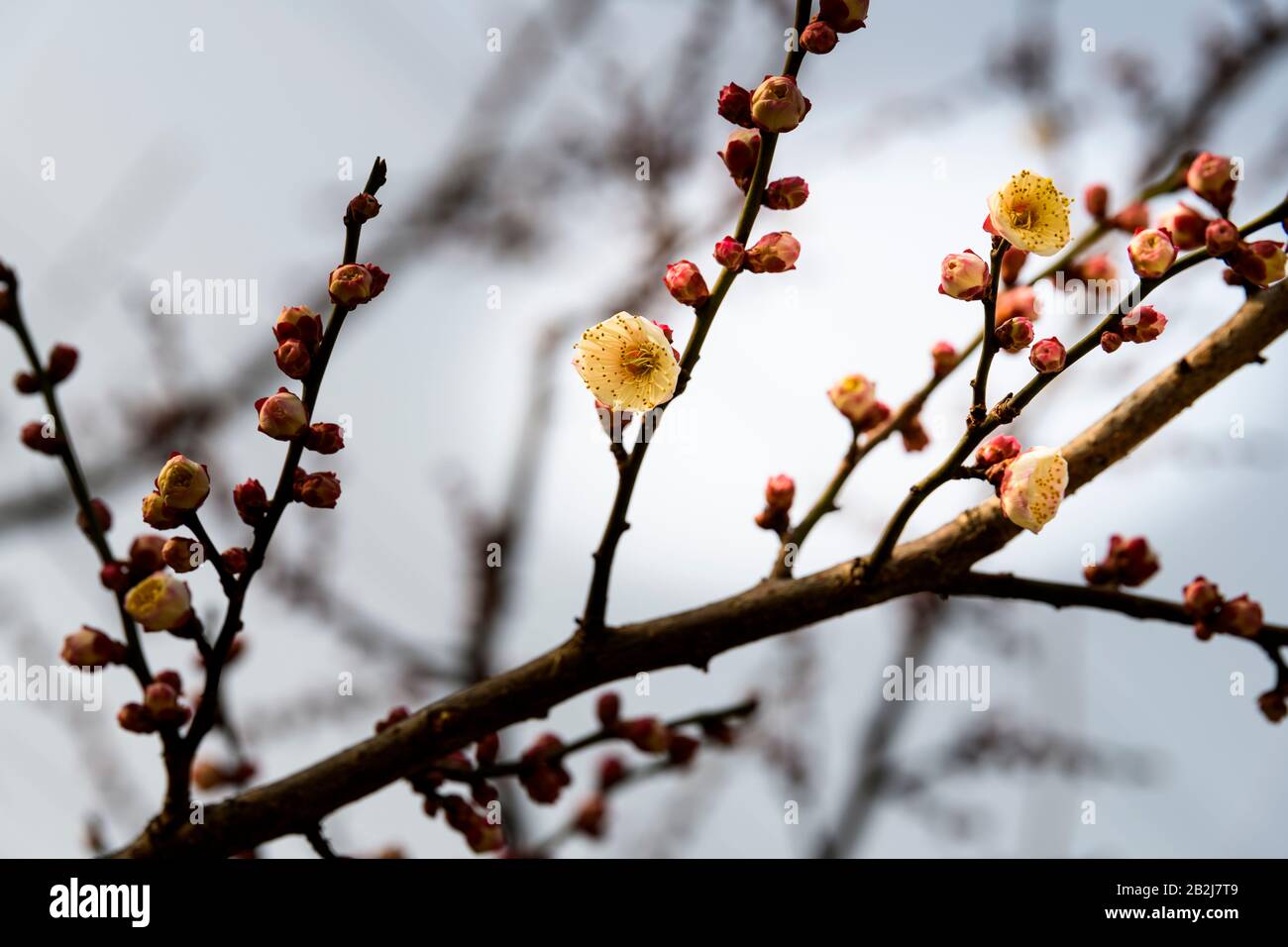 Wintersweet flower, Chimonanthus praecox, at Zhenlu Park in Shanghai, China. It blooms in the winter. Stock Photo