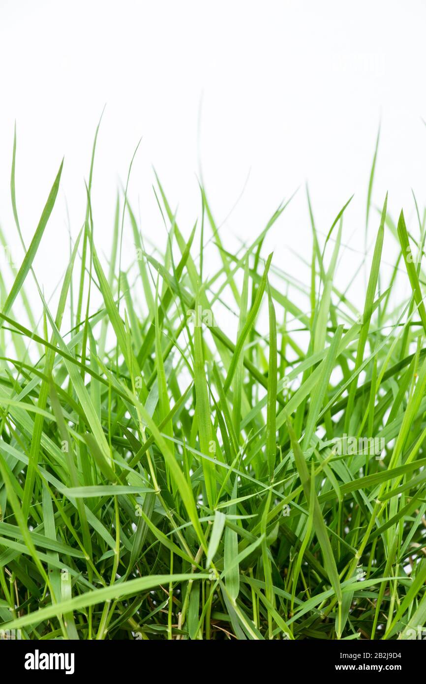 Green grass on white background Stock Photo