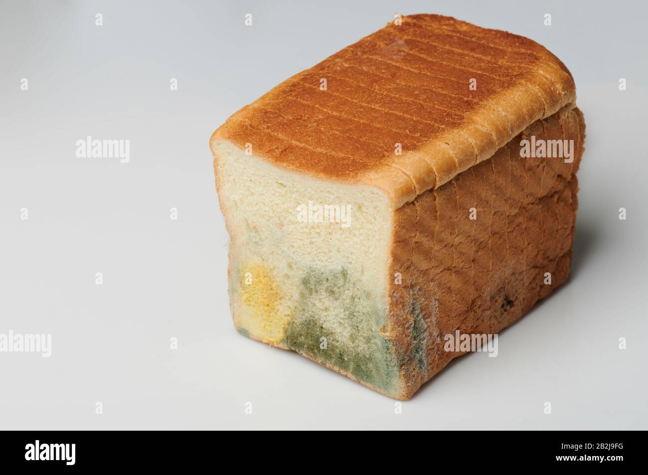 Damage with fungus bread isolated on gray background Stock Photo