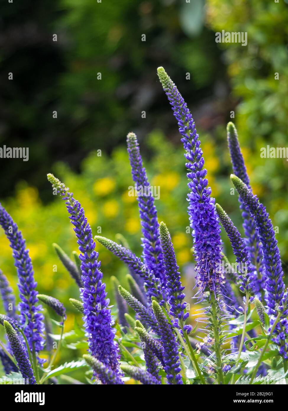 Flowering spikes of Veronica Spicata Ulster Dwarf Blue flower Stock Photo