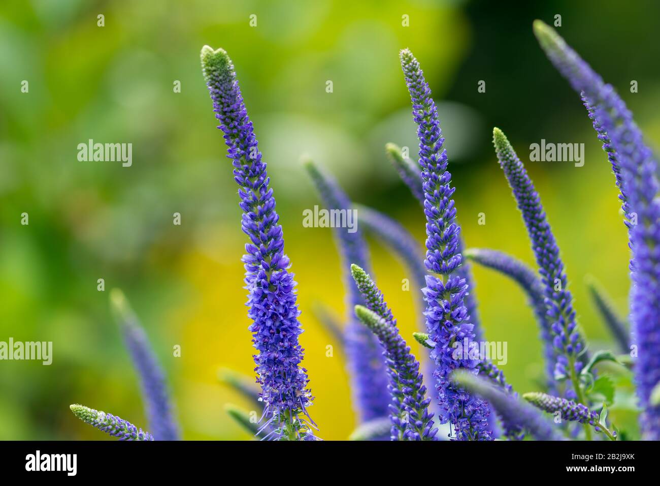 Flowering spikes of Veronica Spicata Ulster Dwarf Blue flower Stock Photo