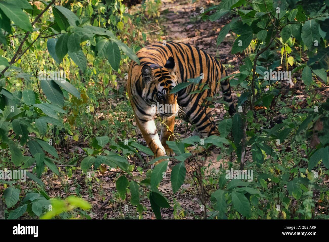 Tiger at a forest in Madhya Pradesh in India Stock Photo - Alamy