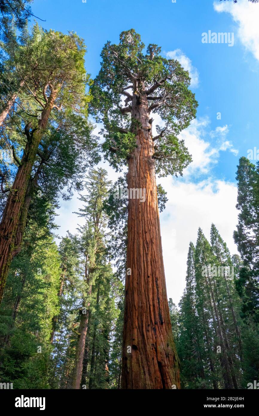 General Sherman Tree, the largest tree in the World, Giant Sequoia tree at the Sequoia National Park, Sierra Mountains, United States of America. Stock Photo