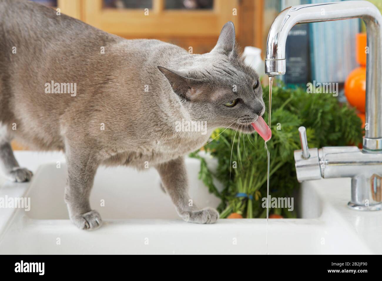 Grey cat drinking water from tap Stock Photo Alamy