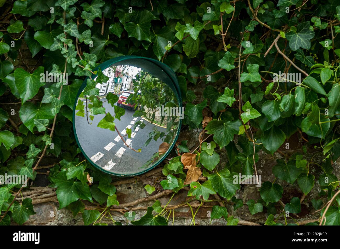 Round traffic mirror on a wall surrounded by ivy leaves Stock Photo