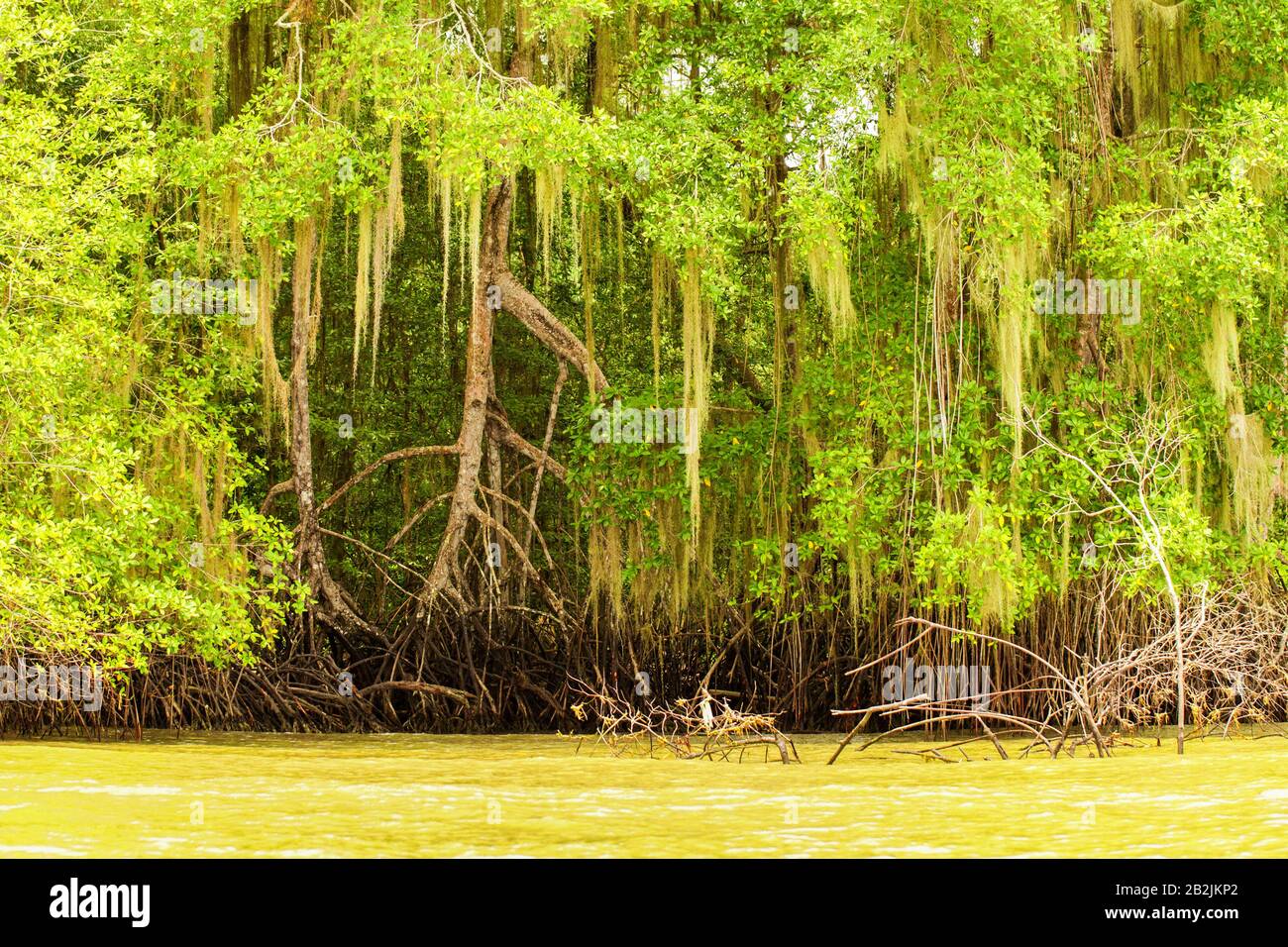 Tall Mangrove Plants From The Order Of Bruguiera Gymnorrhiza In A Bright Sunny Day Ecuador Coastline Notice The Tide Size That Appear On The Roots Of Stock Photo