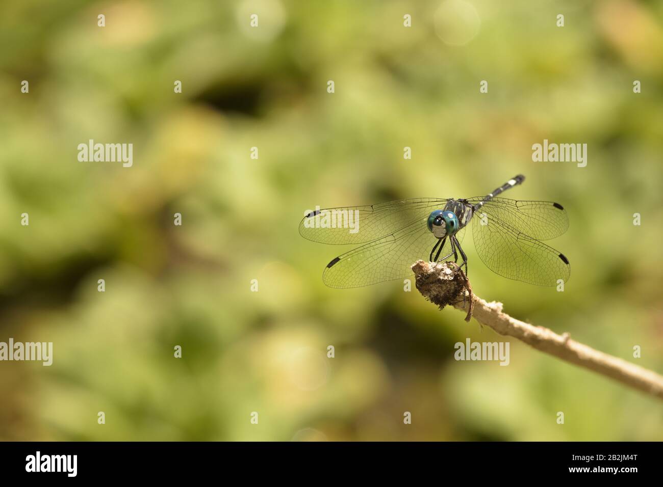 dragonfly parked on a branch, side view Stock Photo