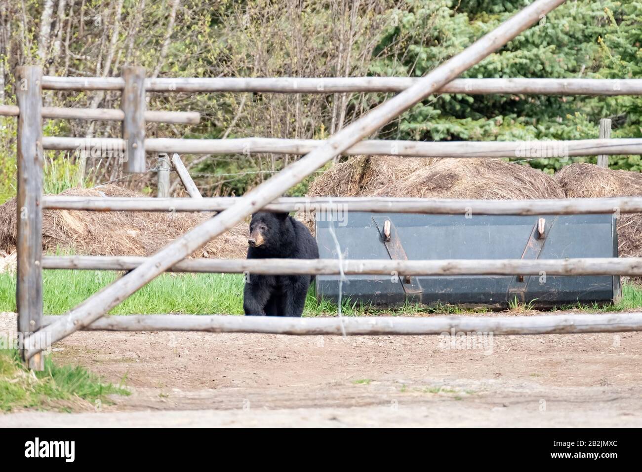 Curious black bear stands behind a fence on a farm Wells Gray Park