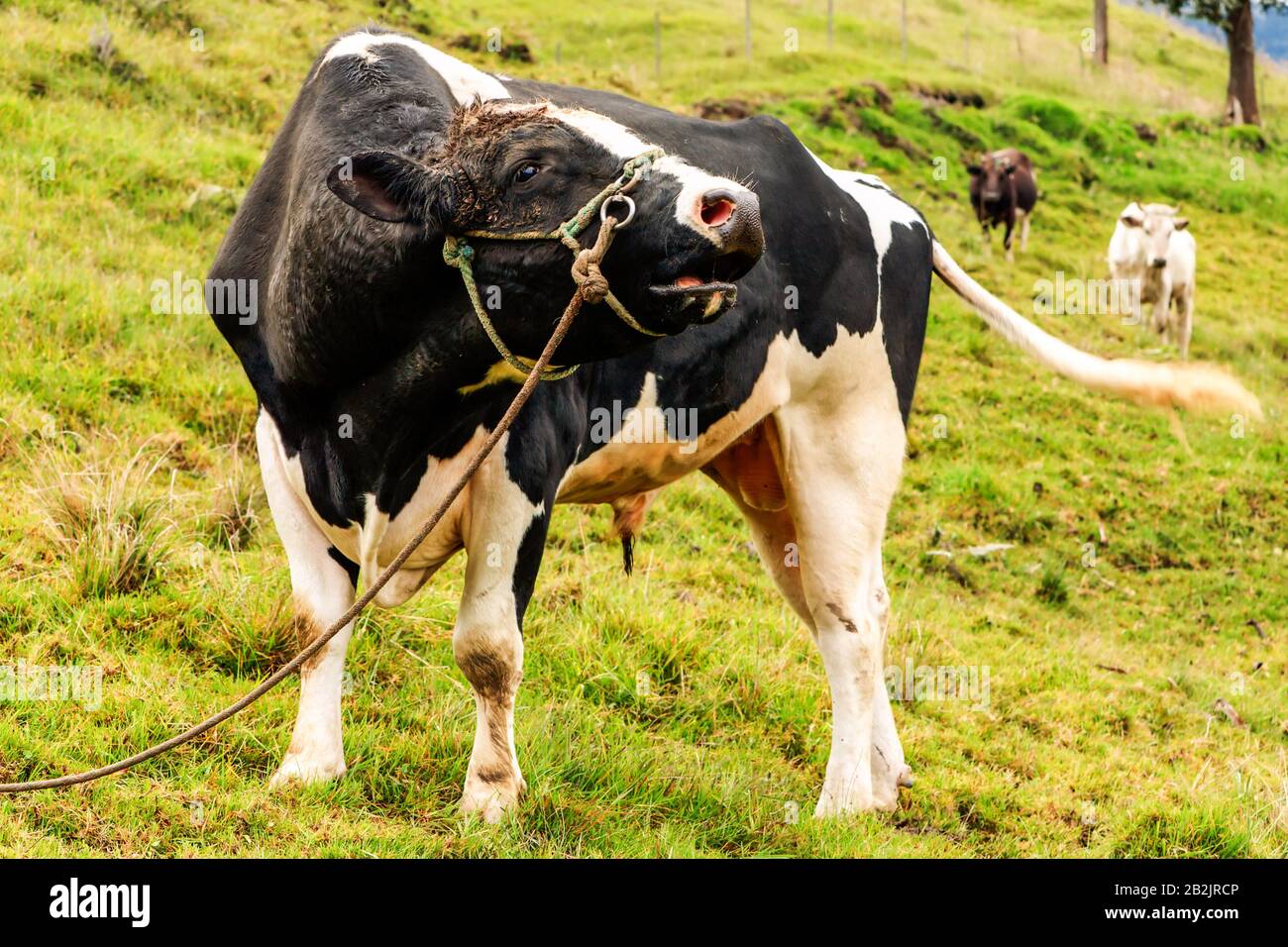 Holstein bull hires stock photography and images Alamy