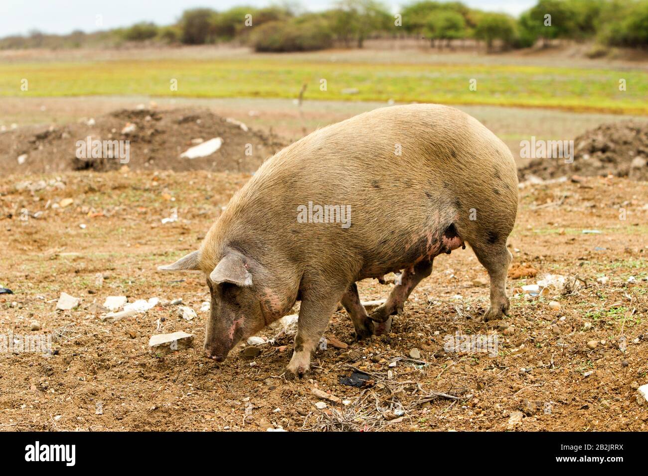 Adult Hungry Sow Searching Desperately For Food Stock Photo