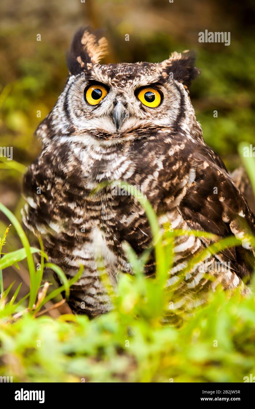 Owls Are The Order Strigiformes Constituting 200 Extant Bird Of Prey Species Most Are Lone And Nocturnal Stock Photo