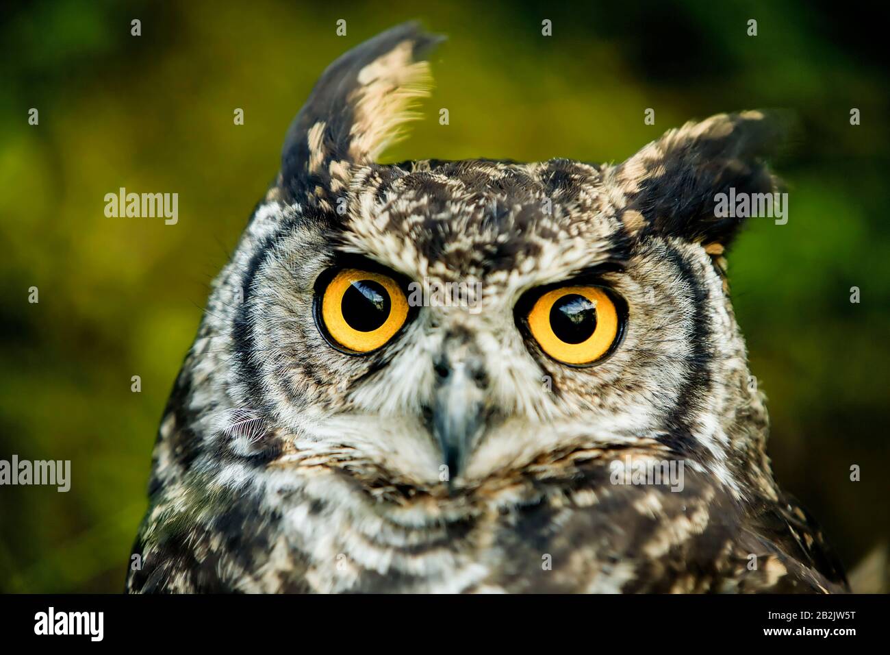 Owls Are The Order Strigiformes Constituting 200 Extant Bird Of Prey Variety Most Are Solitary And Nocturnal Stock Photo